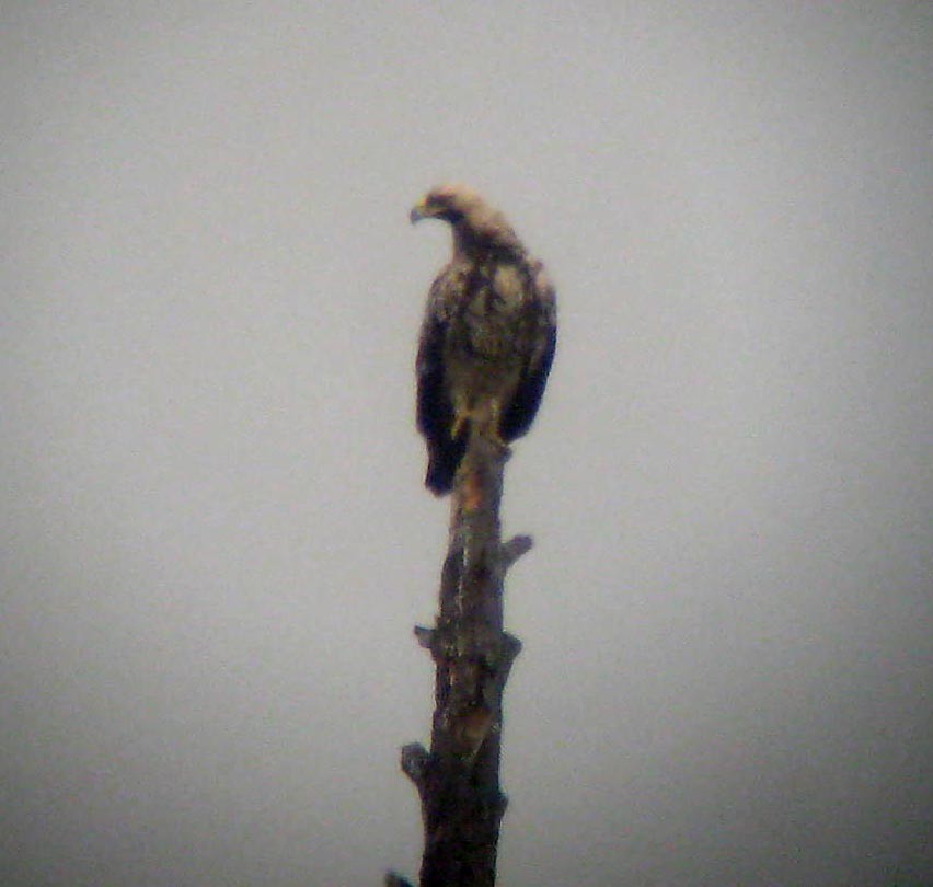 orel královský - ML645384222