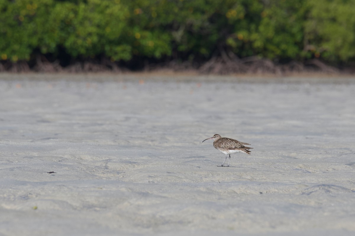 Eurasian Whimbrel - ML645384224