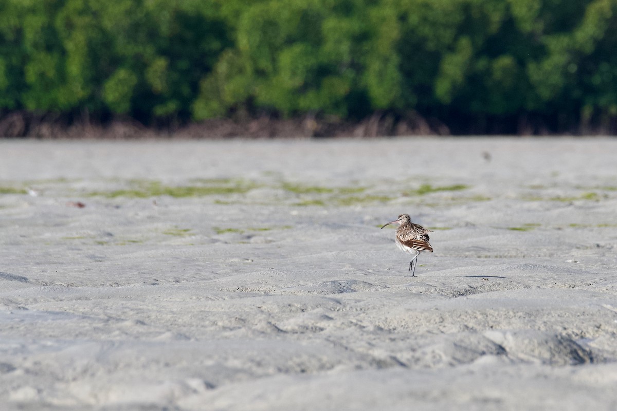 Eurasian Whimbrel - ML645384225