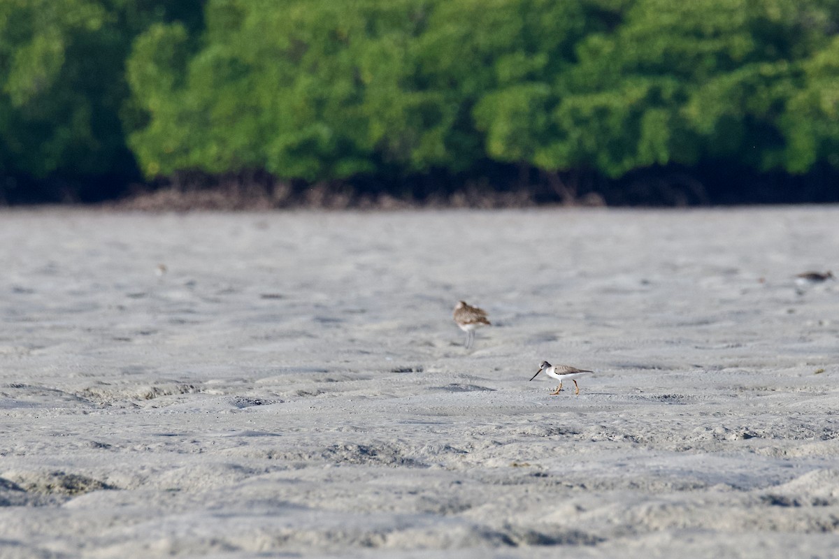 Terek Sandpiper - ML645384228