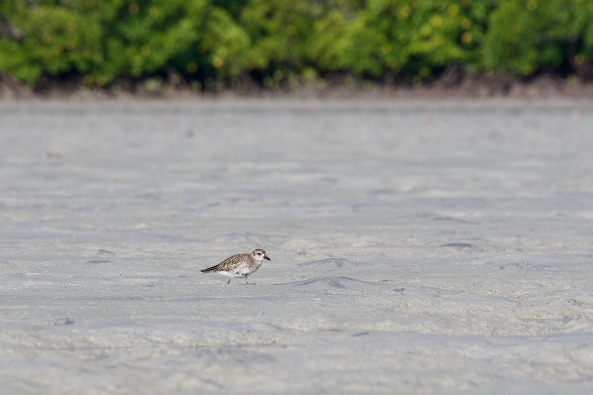 Black-bellied Plover - ML645384229