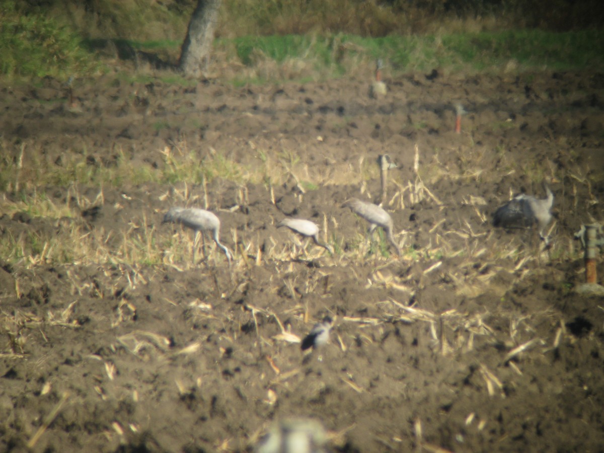 jeřáb panenský - ML645384230