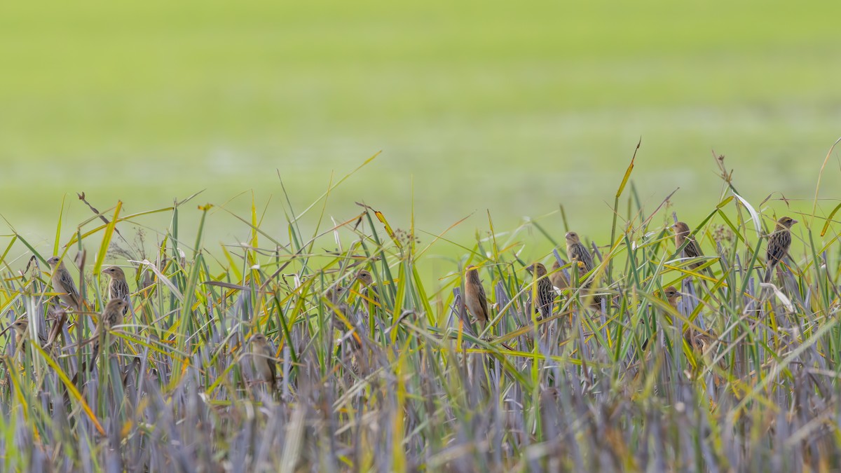 Baya Weaver - ML645384231