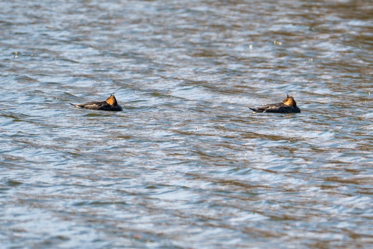 Red-breasted Merganser - ML645384251