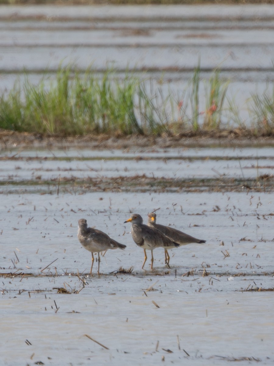 Gray-headed Lapwing - ML645384253