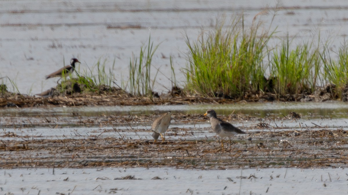 Gray-headed Lapwing - ML645384256