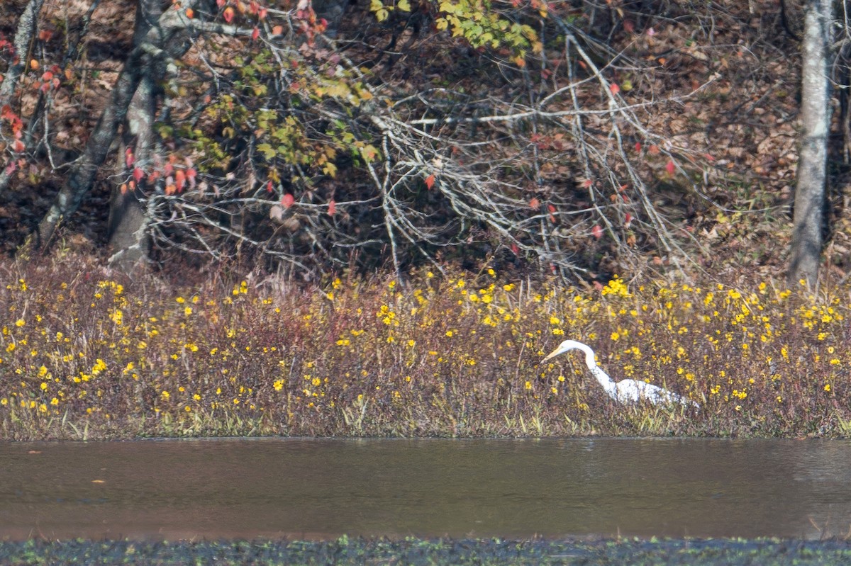 Great Egret - ML645384267