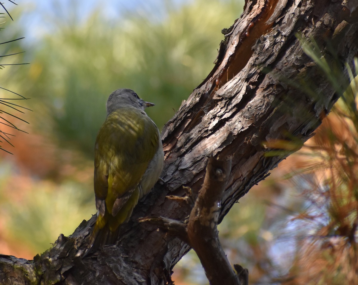 Жовна сива (підвид canus/jessoensis) - ML645384270