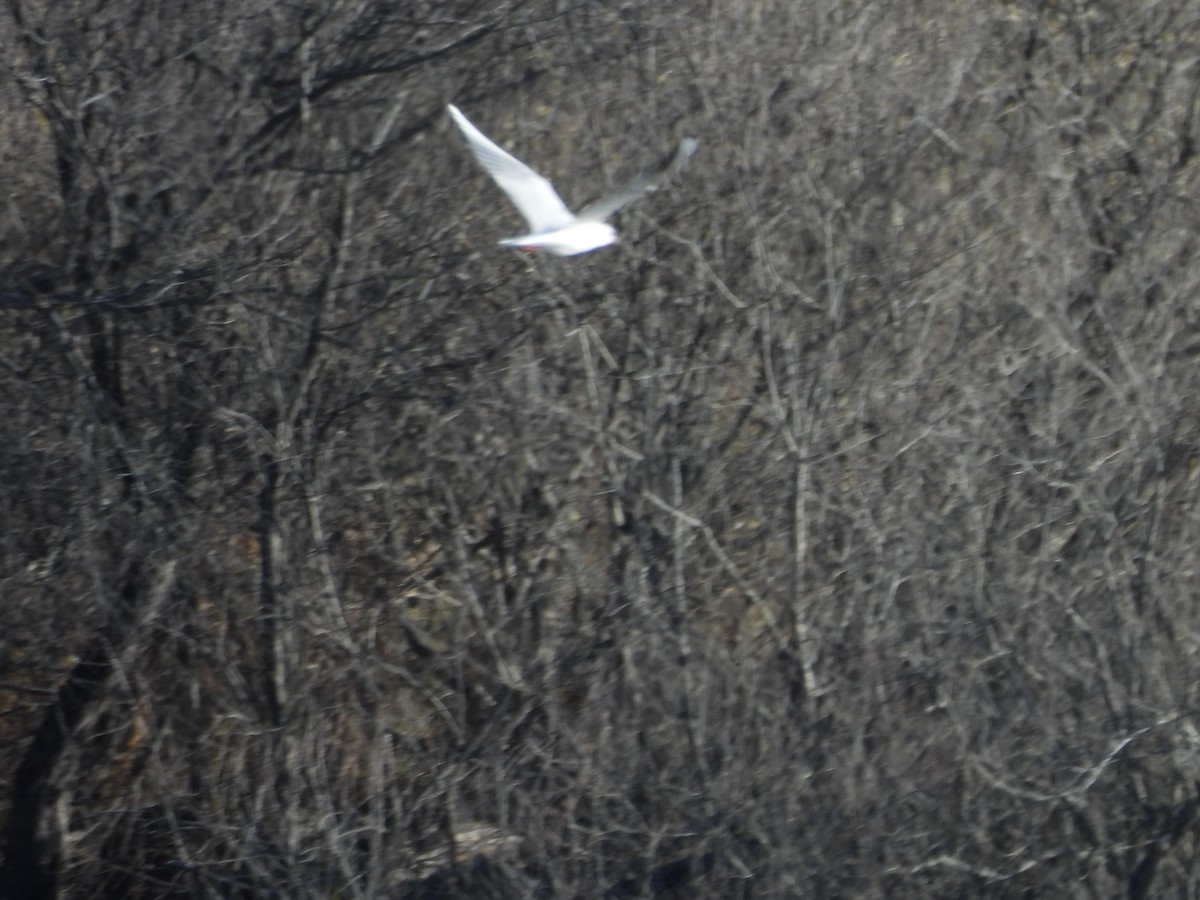 Black-headed Gull - ML645384273
