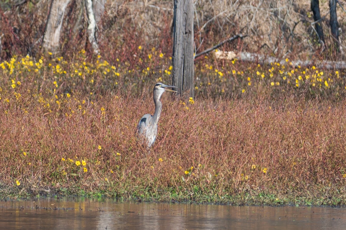 Great Blue Heron - ML645384275