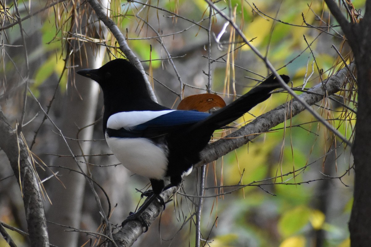 orientskjære - ML645384277