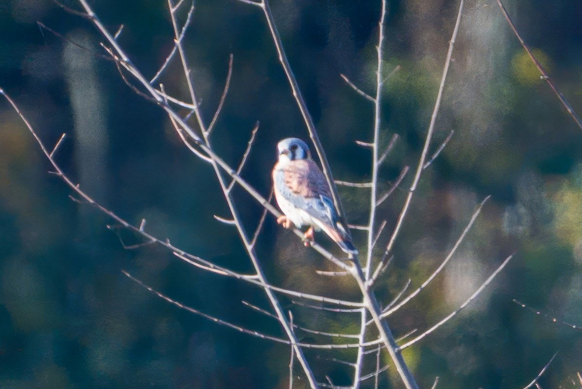 American Kestrel - ML645384283