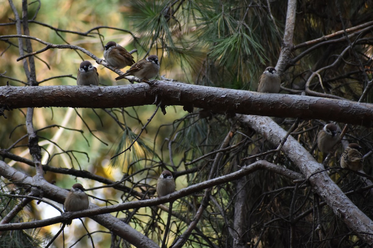 Ağaç Serçesi - ML645384284