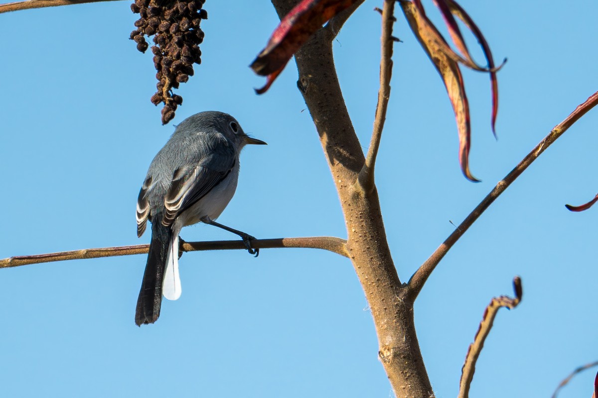 Blue-gray Gnatcatcher - ML645384289