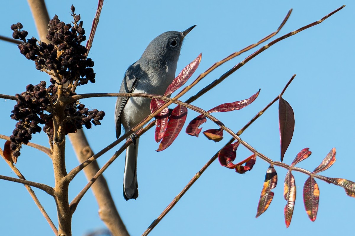 Blue-gray Gnatcatcher - ML645384290