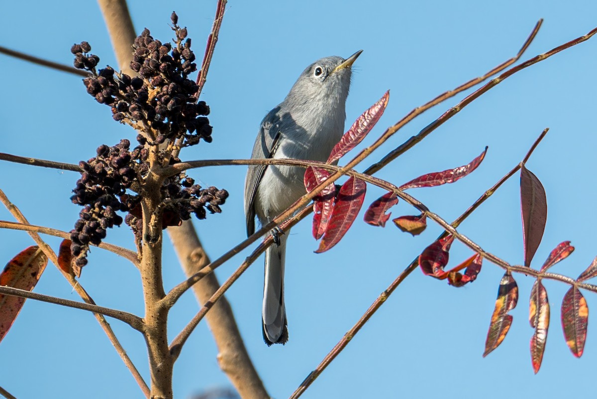 Blue-gray Gnatcatcher - ML645384291