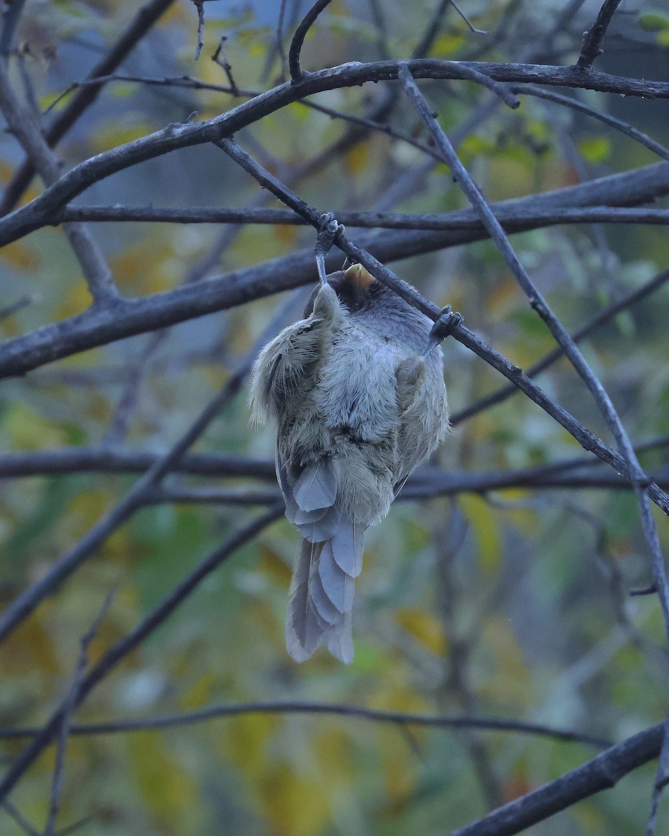 Brown Parrotbill - ML645384295