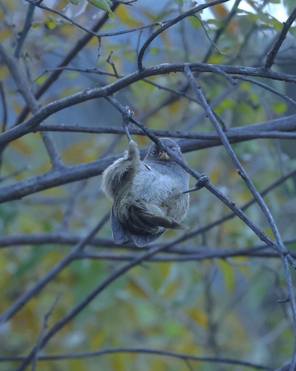 Brown Parrotbill - ML645384296