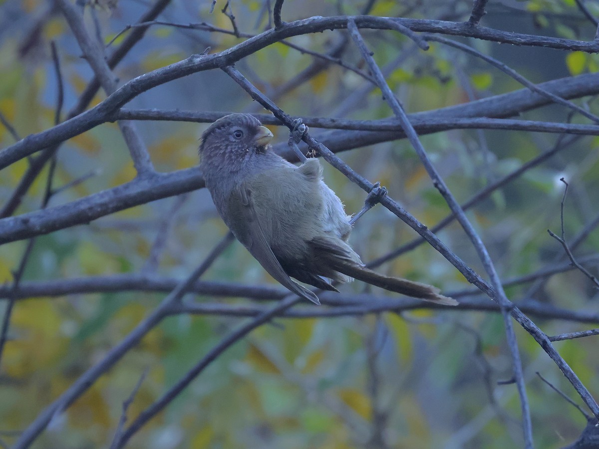 Brown Parrotbill - ML645384297