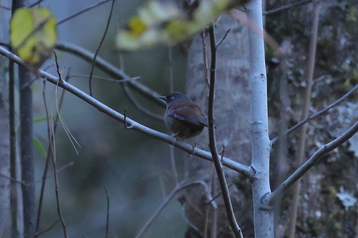 Maroon-backed Accentor - ML645384300