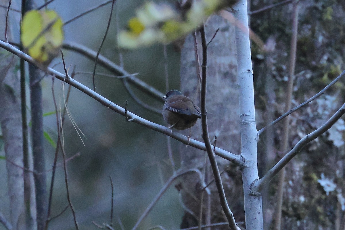 Maroon-backed Accentor - ML645384301