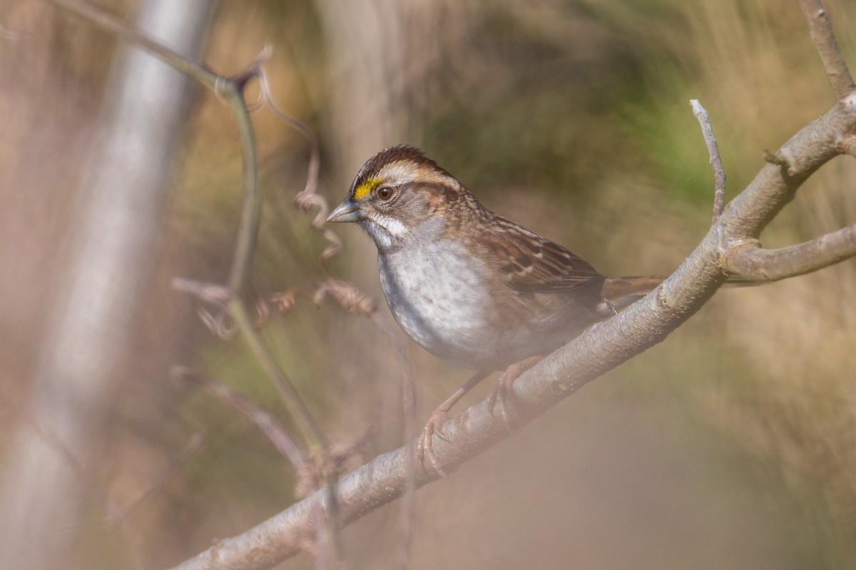 White-throated Sparrow - ML645384303