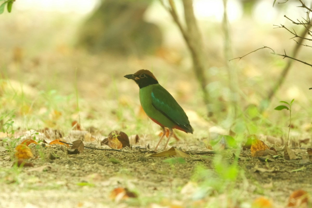 Western Hooded Pitta - ML645384307