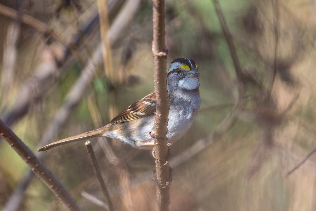 White-throated Sparrow - ML645384308