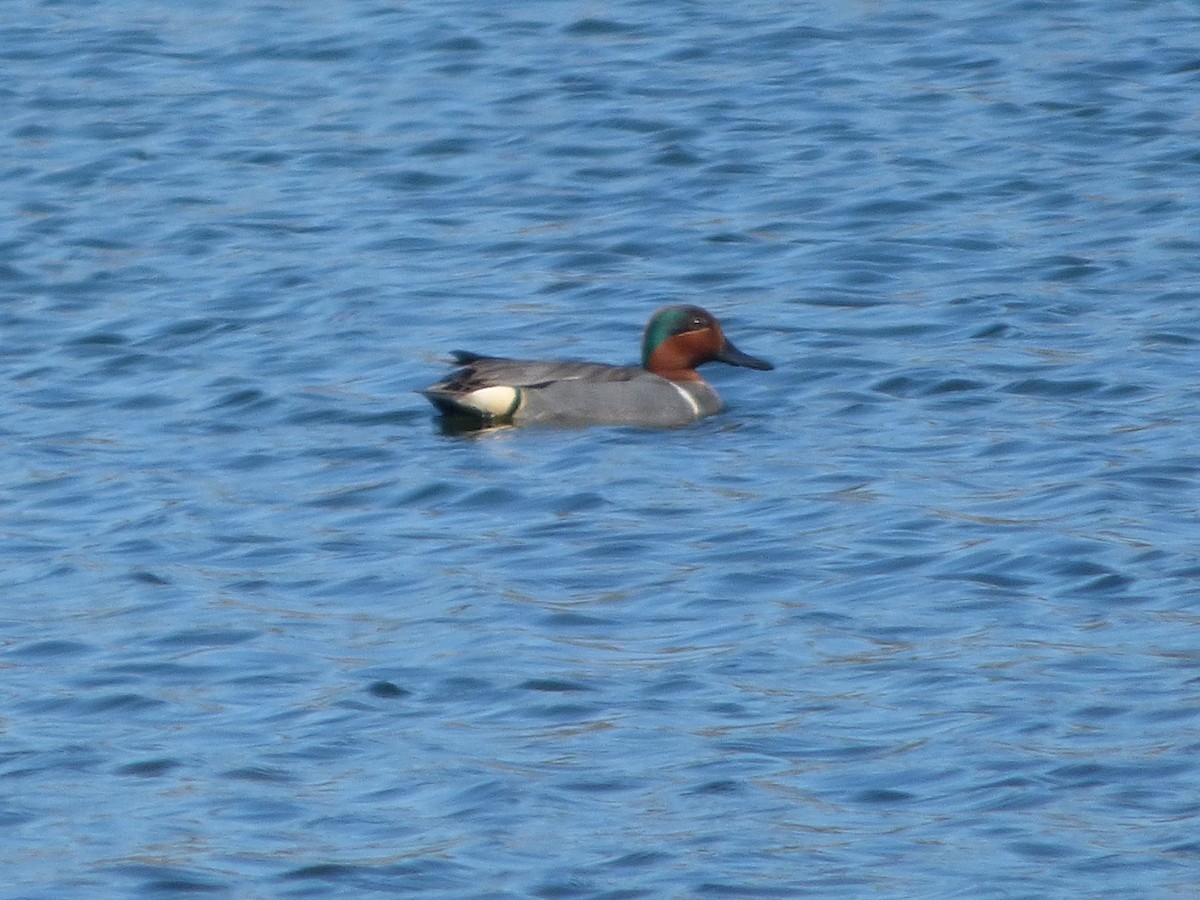 Green-winged Teal - ML64538431