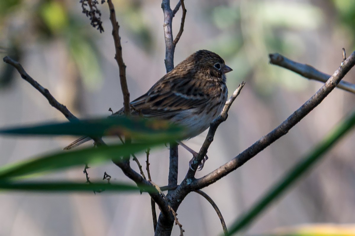 Vesper Sparrow - ML645384328