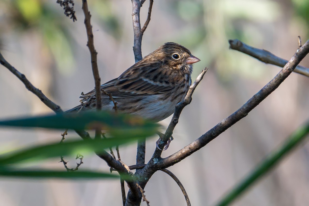 Vesper Sparrow - ML645384329