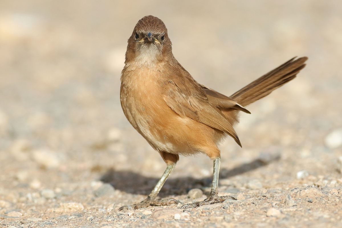 Fulvous Chatterer - ML645384396