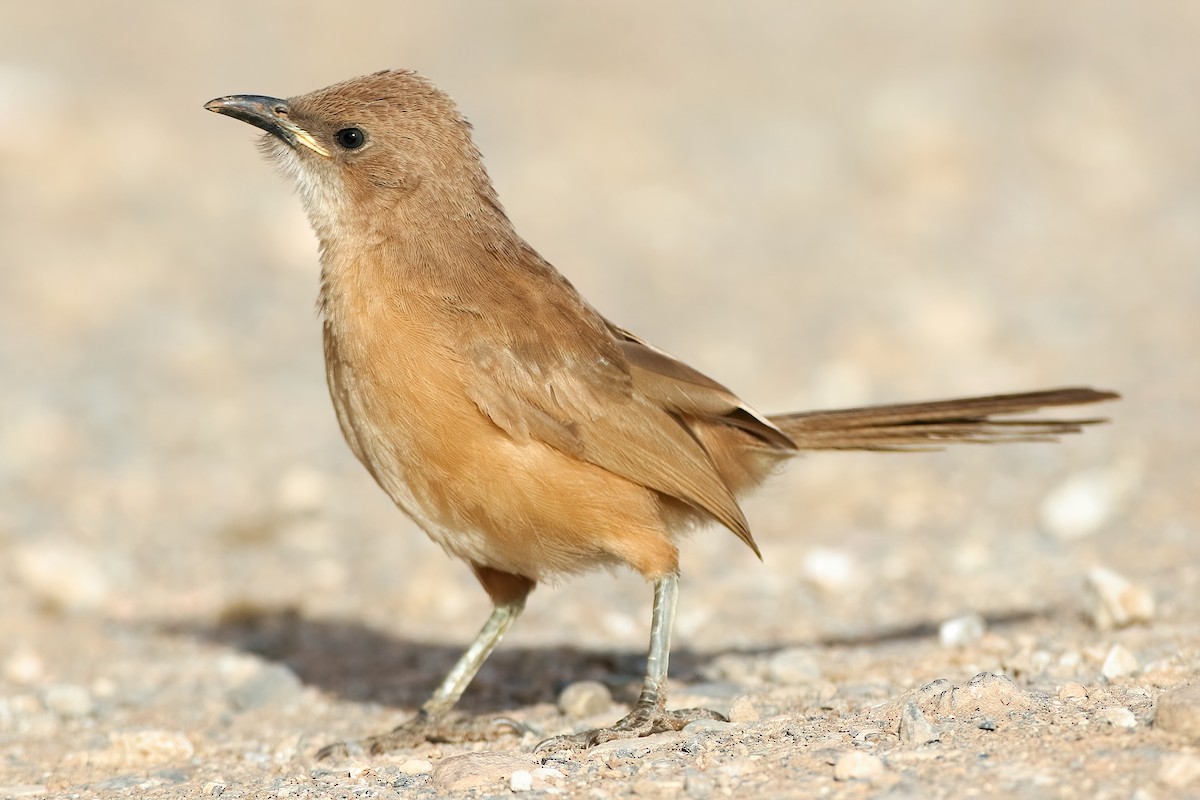 Fulvous Chatterer - ML645384397