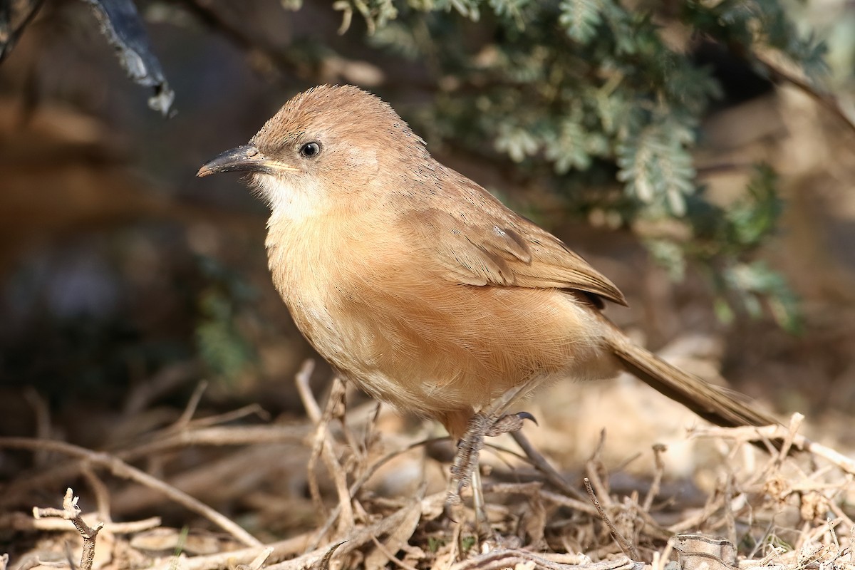 Fulvous Chatterer - ML645384398