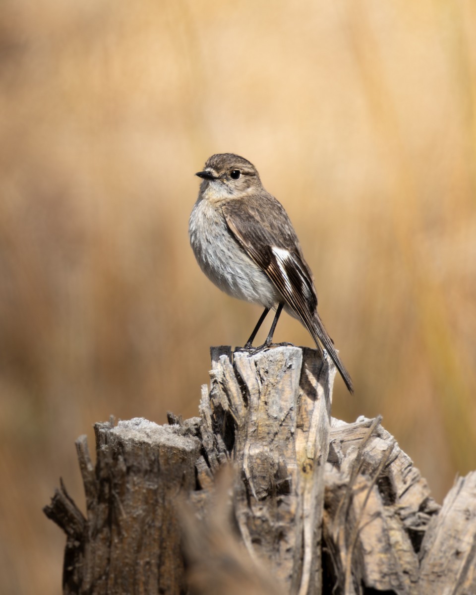 Flame Robin - ML645384399