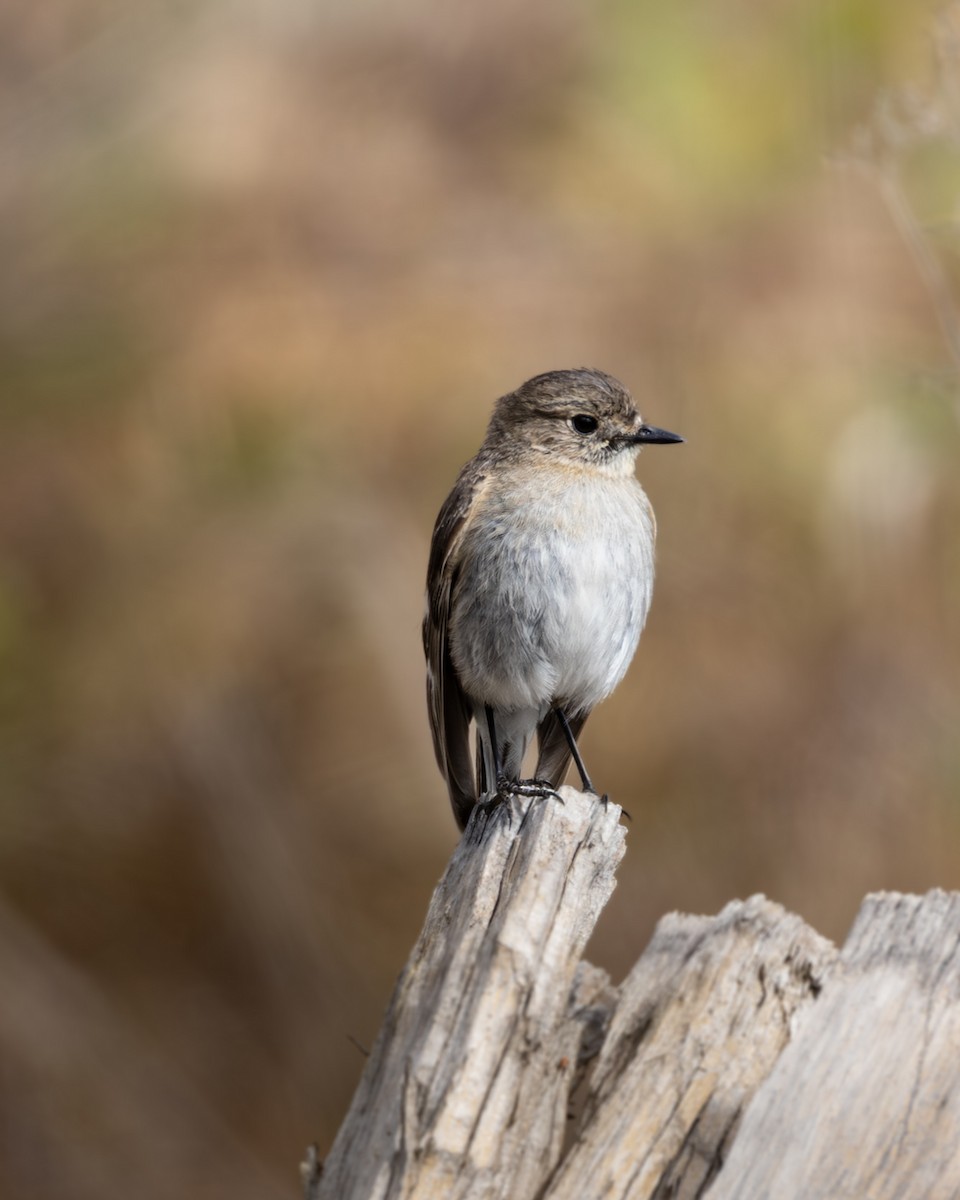 Flame Robin - ML645384400