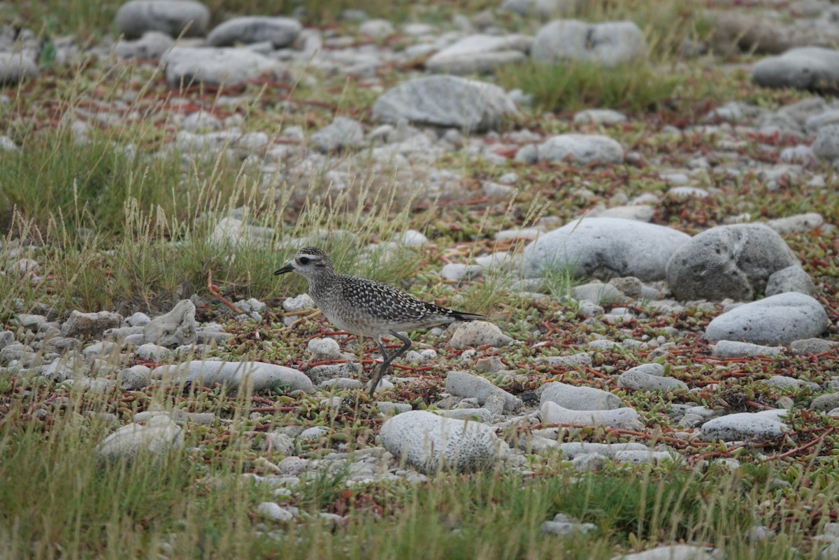 American Golden-Plover - ML645384420