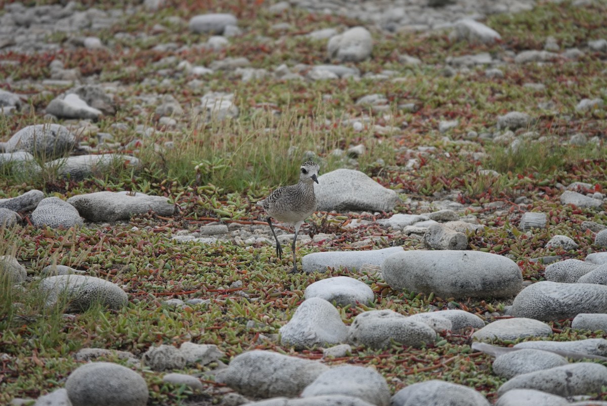 American Golden-Plover - ML645384427