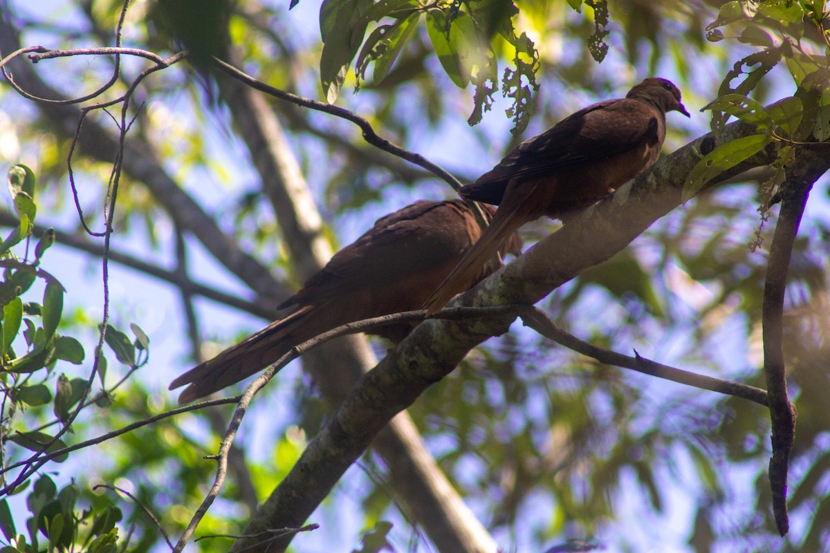 Maronentaube - ML645384431