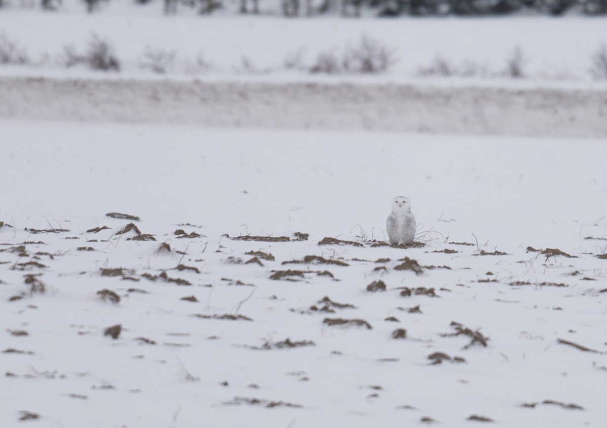 Snowy Owl - ML645384432