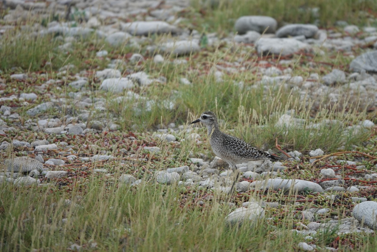 American Golden-Plover - ML645384440
