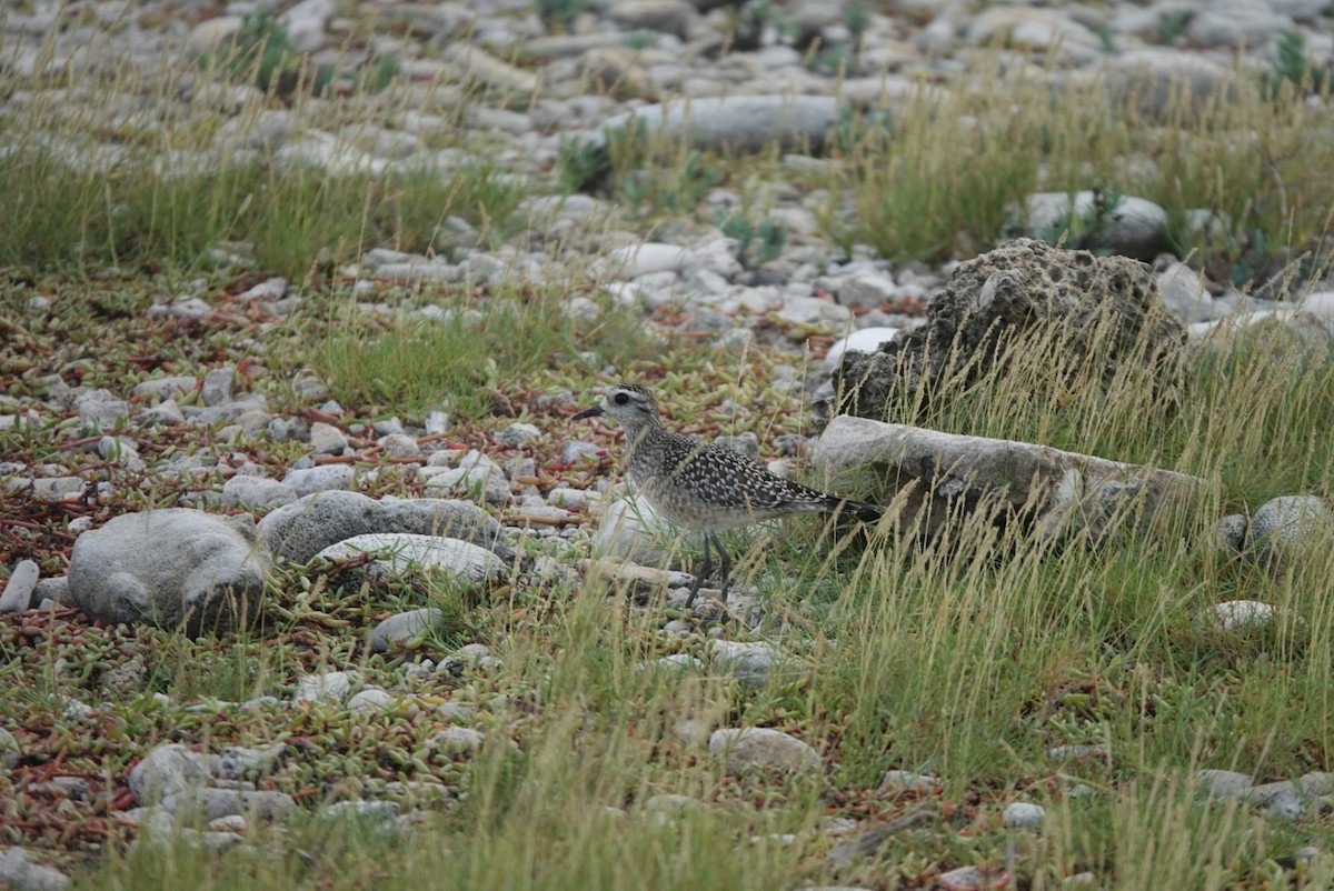 American Golden-Plover - ML645384487