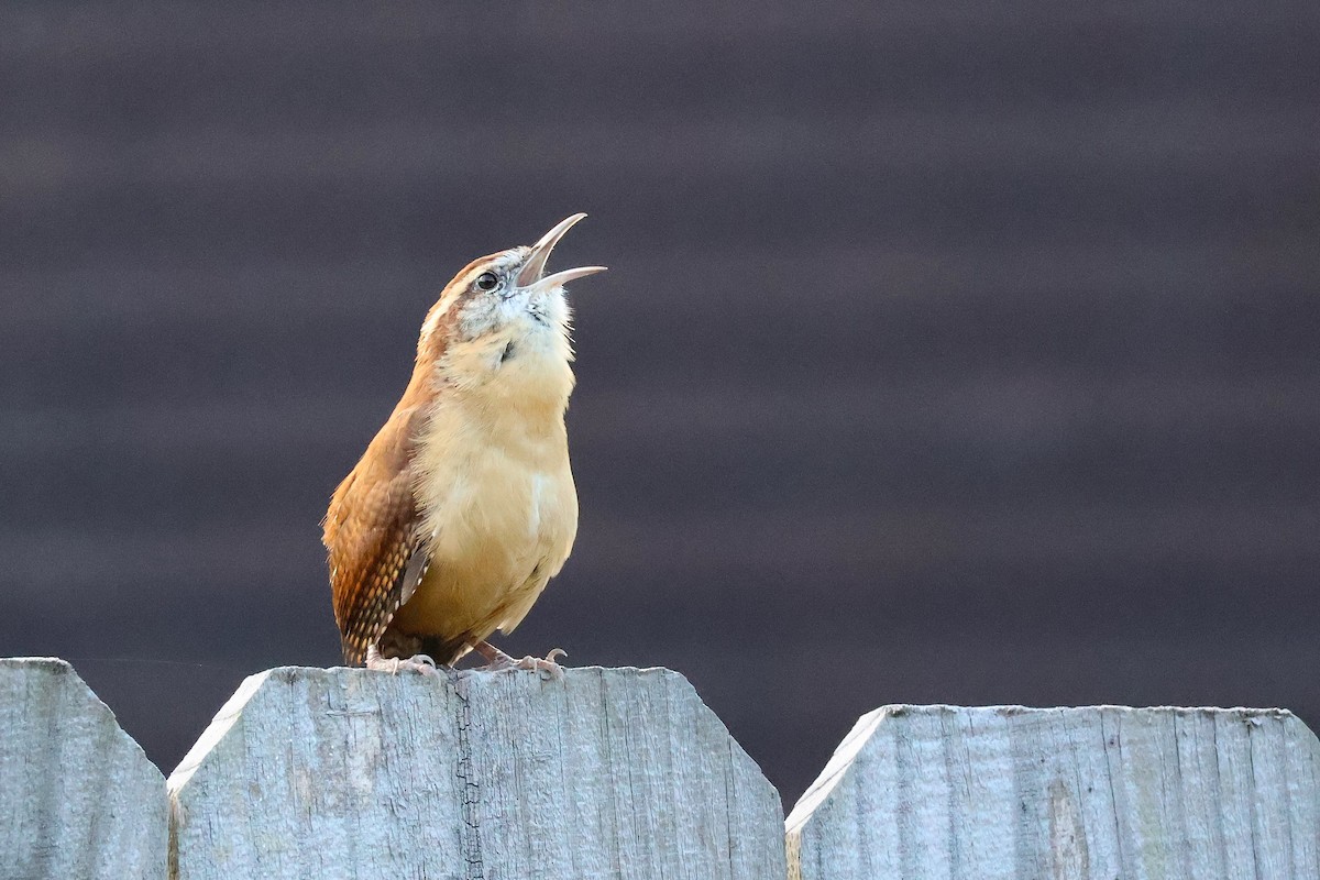 Carolina Wren - ML645384491