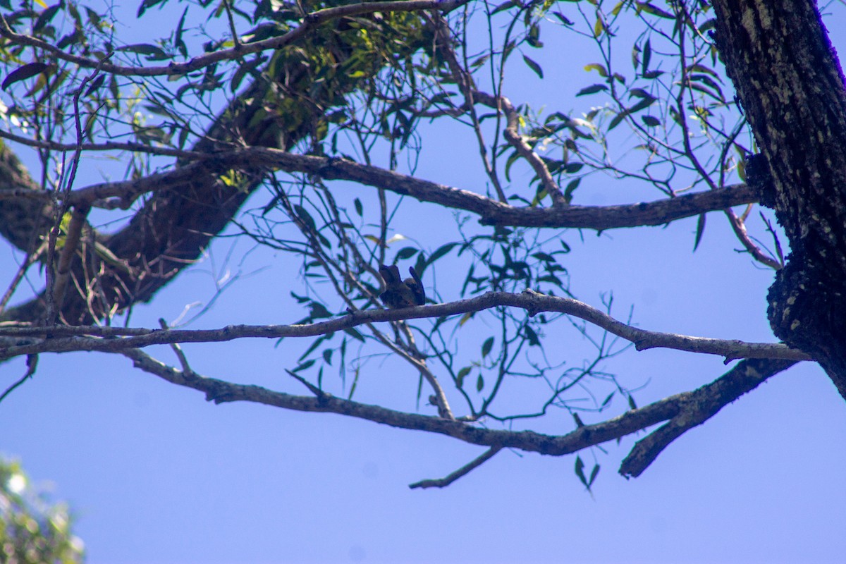 Glockenhonigfresser - ML645384493