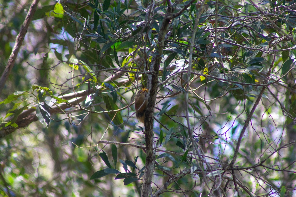 Little Shrikethrush - ML645384498