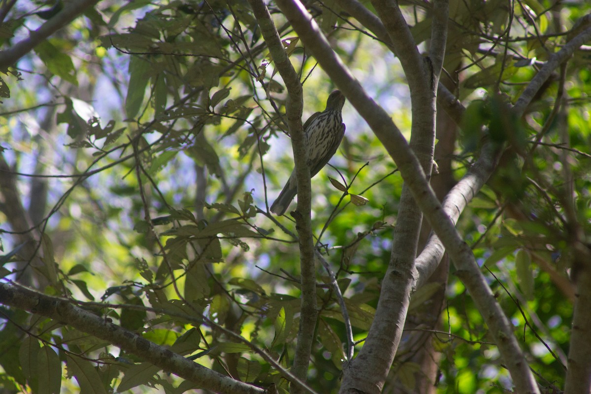 Olive-backed Oriole - ML645384501