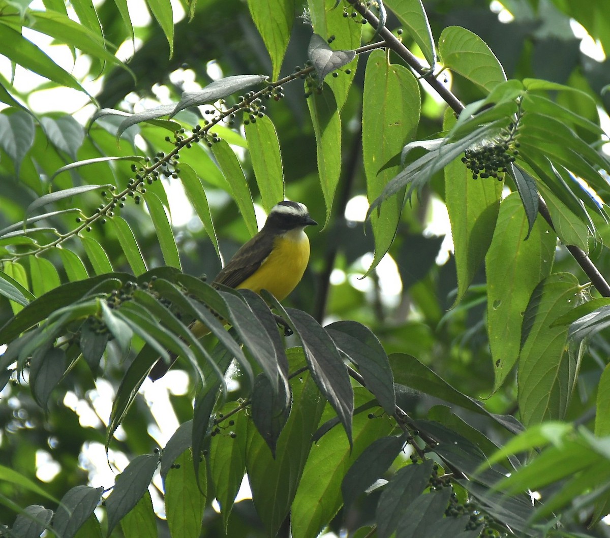 Tyran sociable - ML645384502