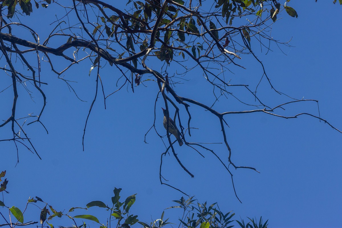 Olive-backed Oriole - ML645384505