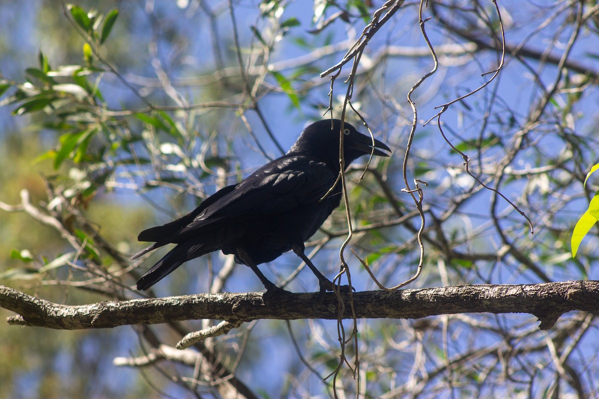 Torresian Crow - ML645384508