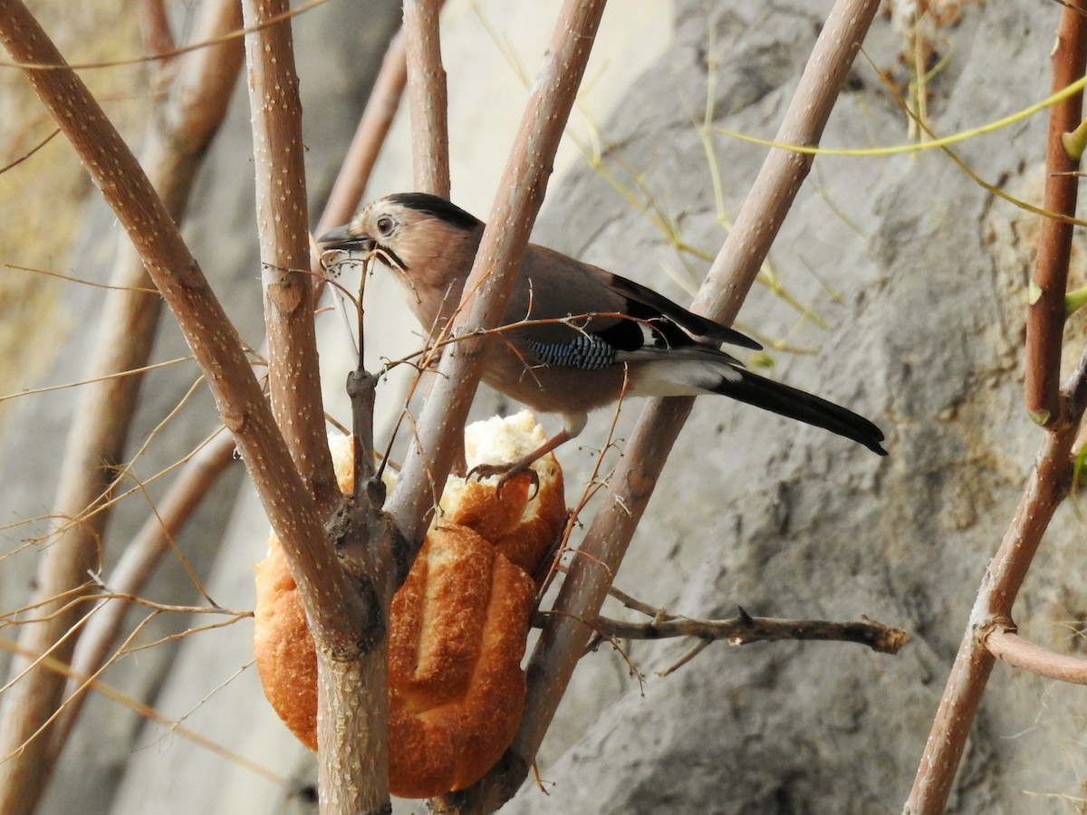 Eskinoso eurasiarra - ML645384509